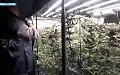 Catania, serra di marijuana in casa e laboratorio di documenti falsi: un arresto