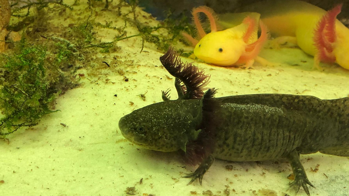 Sei axolotl accolti alla Citt&agrave; della domenica: gli anfibi messicani diventano star del rettilario