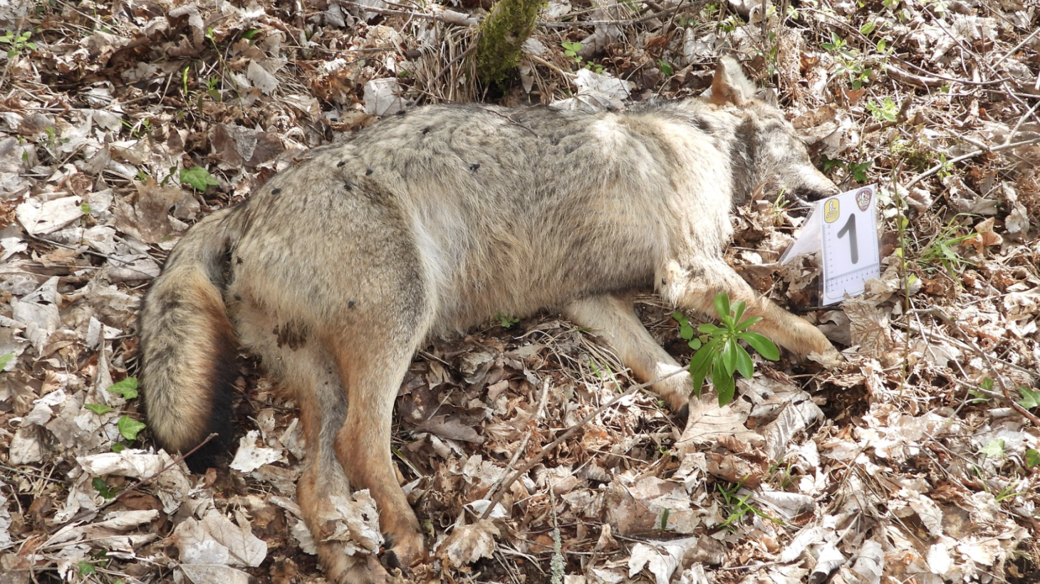 La strage dei lupi: dieci esemplari uccisi con il veleno. Il direttore del Parco: "Atto vile".&nbsp;Il procuratore: "Operiamo come se le vittime fossero persone"