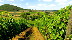 Montepulciano, siccità: come fronteggiare il cambio climatico e salvare i vigneti. La soluzione delle Tenute del Cerro 

