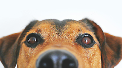 Cane dimenticato nell'auto sotto al sole. Salvato dai contradaioli di Città della Pieve. La proprietaria denunciata per maltrattamenti