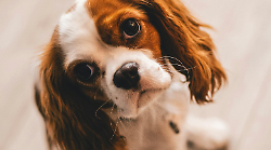 Cani, gatti e la piaga dell'abbandono. La crudeltà dell'uomo non ha limiti nemmeno con gli amici migliori