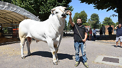 Città di Castello, il toro di razza chianina Nepal protagonista assoluto alla Mostra zootecnica