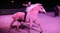 Magione, test event Europei di endurance: serata inaugurale tra arte equestre del tour Cavalluna e cucina dal mondo