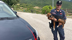 Sant'Anatolia di Narco, cane smarrito recuperato e riconsegnato al legittimo proprietario