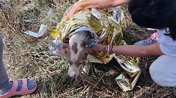 Deruta, un cane cade in un pozzo agricolo: salvato dalla squadra specializzata Speleo Alpino Fluviale dei vigili del fuoco 