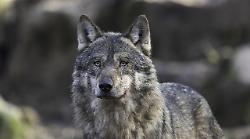 Terni,  lupa strangolata da un cavo d’acciaio nelle campagne in Valserra. Ore contate per chi l'ha uccisa