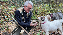 Città di Castello, al via la raccolta del tartufo bianco. Giuliano Martinelli: "Stagione salva grazie alle ultime piogge"