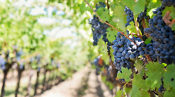 Gambero Rosso premia i migliori vini dell'Umbria con 17 Tre Bicchieri: record per il Cuore Verde. Ecco la lista delle cantine