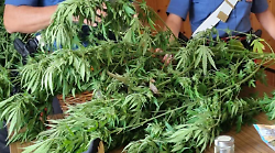 Annaffiava le piante di marijuana per l'amico malato che si curava con la sostanza: condannato, chiede assoluzione