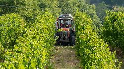 Torna il week end con Cantine aperte il 24 e 25 maggio: oltre 40 aziende vitivinicole da scoprire nel cuore verde
