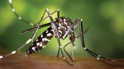 Ecco anche il virus Chikungunya, zanzare ancora protagoniste: sintomi, diagnosi e prevenzione, c'è da avere paura? Occhio ai dolori articolari, quel che c'è da sapere