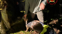 Cane rimane incastrato per 3 ore in un cunicolo. Salvato il segugio maremmano Gino