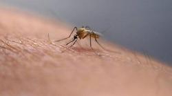 Corciano, caso di dengue: scatta intervento urgente di disinfestazione. Ecco le vie interessate dal provvedimento