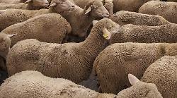 Un gregge di pecore all'asta, ma ancora non ci sono offerte: la lista dell'incanto in programma l'8 novembre