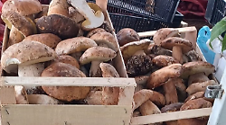 Orvieto, girano su due furgoni e vendono funghi porcini: maxi multa e sequestro