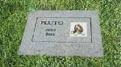 Ok del Comune di Terni al cimitero per Fido. Ecco quanto si pagherà per seppellire gli animali in base alle dimensioni