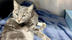 Gatto colpito con una fucilata. Oscar operato d'urgenza e salvato. Gesto infame, presentata denuncia. L'Enpa condanna duramente