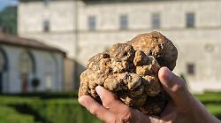 Limitazioni alla raccolta dei tartufi, Arcudi interroga la giunta e chiede interventi contro il ddl in discussione al Senato