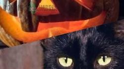 Gatti neri a rischio per la festa di Halloween. Associazione lancia l'allarme e invita a segnalare episodi sospetti
