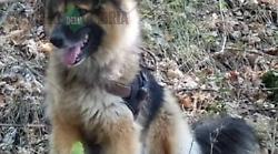Ore d'ansia per il cane Bruno da giorni scomparso nel nulla. L'appello del proprietario. Usati anche i droni