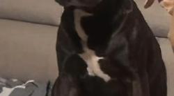 La denuncia del proprietario: "Il mio cane rapito e ucciso a colpi di spranga". Gesto di crudeltà gratuita tra Terni e Narni