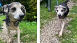 Cane malato, così può continuare a mangiare. Volontario dona al canile una sedia su misura per l'alimentazione. Cos'è il magaesofago