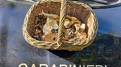 Vanno a funghi ad Allerona ma senza autorizzazione: ai cercatori sanzioni per 1.300 euro