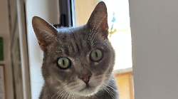 Il gatto Merlino investito da un'auto, torna a camminare dopo l'operazione. Ora la nuova vita nell'ambulatorio veterinario