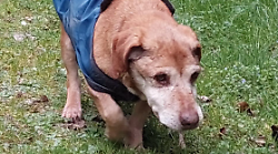 Il cane Roky cerca una famiglia e tanto amore per combattere gli anni di solitudine. L'appello di adozione del canile a Città di Castello