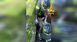 Capriolo ferito rimane incastrato in un cunicolo. Soccorso e messo in salvo dai vigili del fuoco di Castiglione del Lago: il video