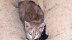 Gatto nascosto nel motore dell'auto, il veterinario Alberto Brandi: "In inverno prestiamo attenzione prima di mettere in moto"