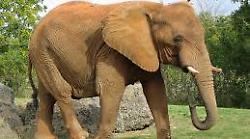 Amelia, caccia all'elefante fuggito dal circo. Avvistato dai passanti ai giardini. E c'è chi lo filma con il cellulare
