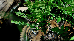 Bioparco di Roma festeggia il primo compleanno della tigre di Sumatra Kala: è una delle sei sottospecie più minacciate di estinzione
