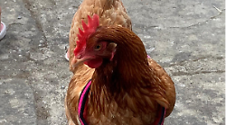 Arezzo, lo strano caso della gallina che si sente sola. Appello della proprietaria: "Cerco compagnia per la mia Graziella"