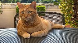Gatti arancioni: scoperto il segreto del loro colore dopo 60 anni di ricerche