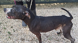 Terni, cane denutrito e invaso di parassiti: i Carabinieri denunciano un 45enne