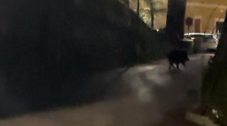 Cinghiale passeggia di notte vicino un asilo di Perugia: il video 