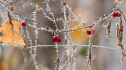 Possibili gelate al mattino: le previsioni per il weekend