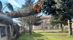 Albero di un parco pubblico cade e precipita sulla recinzione di una casa