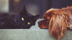 Ok a cani e gatti in aereo accanto ai padroni. Francesconi: "L'Italia sempre più sensibile ai diritti degli animali"