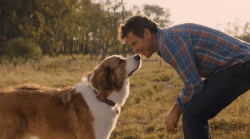 Qua la zampa 2 stasera in tv giovedì 2 gennaio su Rai 1: trama e cast del film con il cane Bailey
