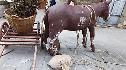 Gubbio, danni al presepe di San Martino. Il responsabile chiede scusa 