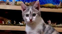 Castiglion Fiorentino, è stato ribattezzato Attila il gatto che ha viaggiato nel motore dell'auto del sindaco Mario Agnelli. Ecco la sua nuova vita