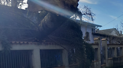 Le piante rischiano di crollare, al via l'abbattimento degli alberi in città