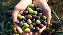 Olio e maglieria da record: l'export cresce di 159 milioni in soli nove mesi