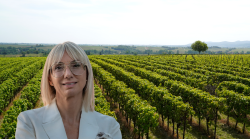 Vino, in Umbria in arrivo oltre 5 milioni di euro. L'assessore Meloni: "Fondi per il rilancio di tutto il settore"