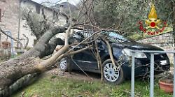 Gubbio, albero piomba su auto e recinzione di una casa. Il vento fa volare il tetto di un'azienda   