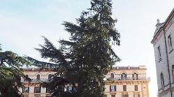 Perugia, sarà abbattuto il grande abete rosso di piazza Italia. Gli esperti: "Rischio cedimento elevato"