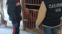 Macellano clandestinamente e commerciano cavalli incompatibili col consumo umano: sette misure cautelari 